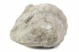 Bargain, Enrolled Asaphus Trilobite - Russia #363250-2